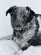 Christy-Snow-Daisy