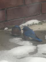 Christy-Snow-bluebirds
