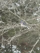 Delta-Graham-Blue-Jay-in-tree