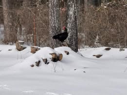 Heather-Fresard-black-bird-in-snow