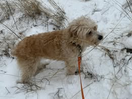Jeremy-Porter-small-dog-in-snow