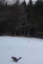 Jeromy-Carpenter-squirrel-in-snow