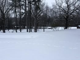 Michelle-Birkhahn-Lamar-snowy-yard
