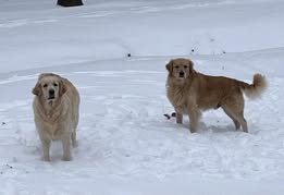 Michelle-Birkhahn-Timber-and-Chloe-pups-Lamar