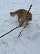 Mika-Griggs-Clarksville-Golden-Retriever-in-the-snow