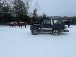 Ronda-Jean-Graves-cows-and-suv-Minnow-Creek