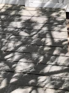 Sheilah Cowell crescents projected through tree leaves from eclipse