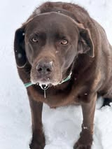 Summer-Nelson-Pitts-Nora-brown-lab-Lamar