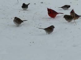Veronica-Terry-cardinal-in-snow-Hagarville